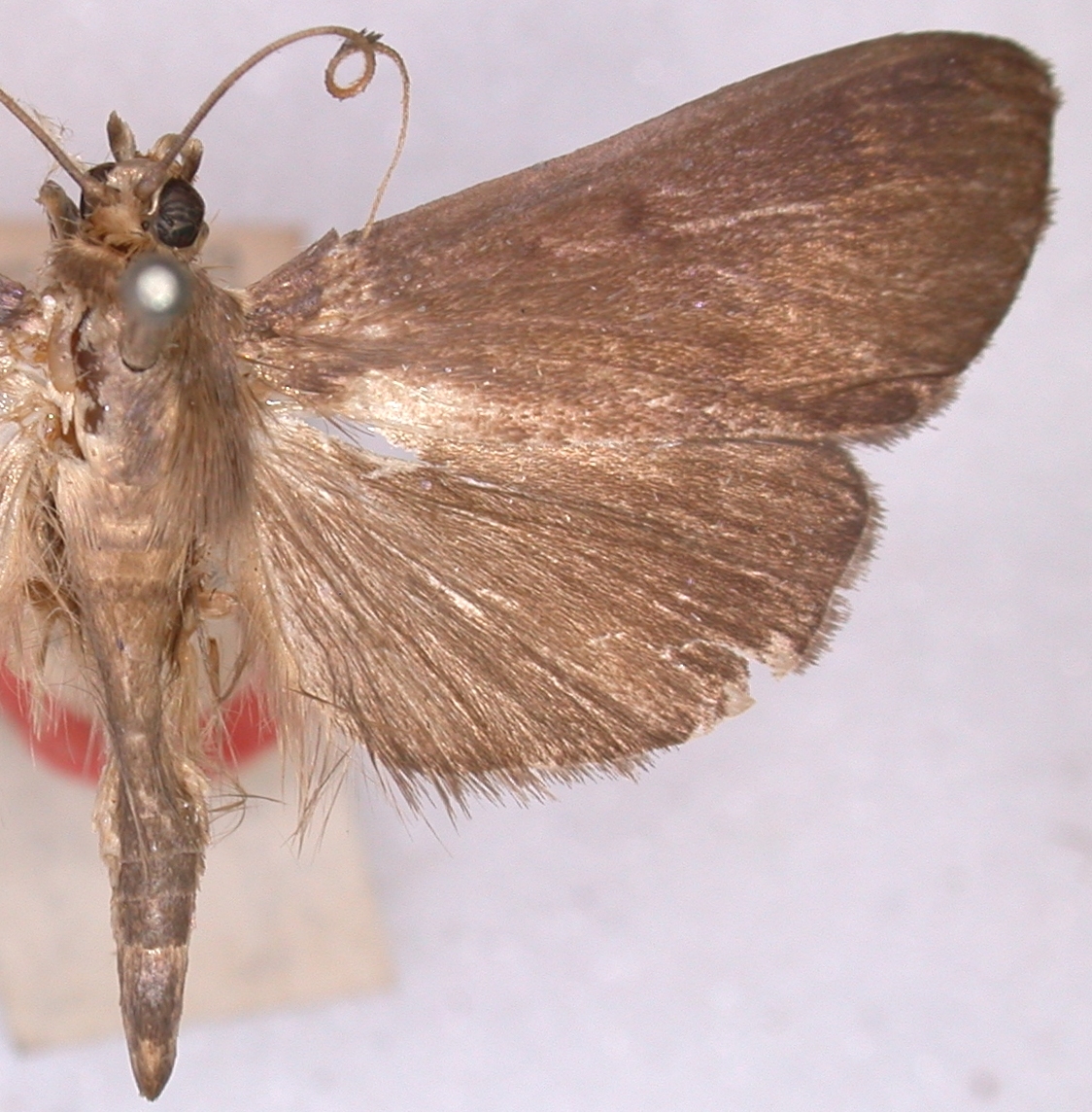 Coptobasis eradicalis Hampson